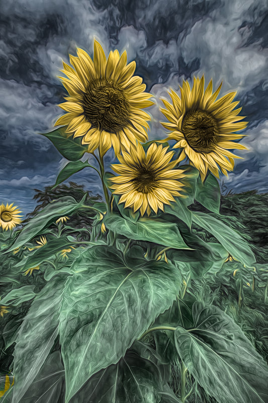 Sunflowers in my Classroom ~ Three Sisters