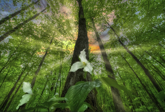 Trillium & the Tree