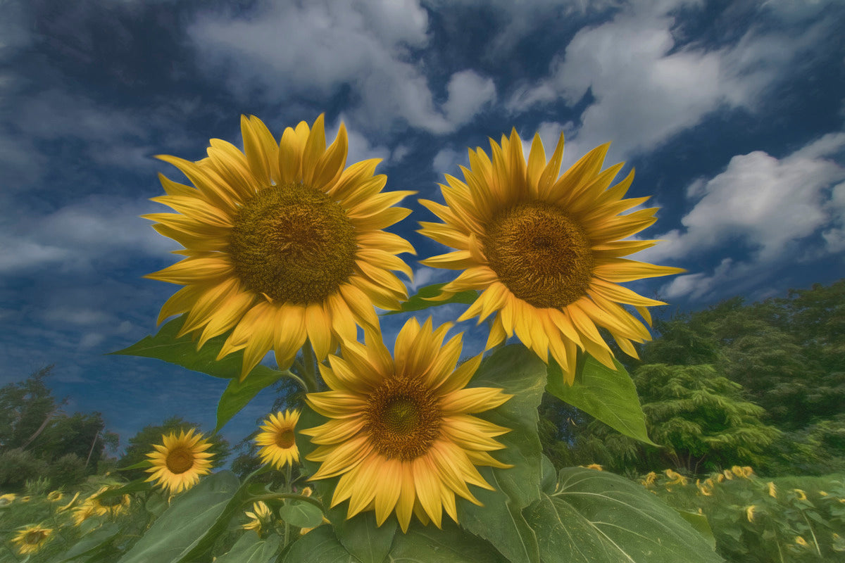 Three Sisters