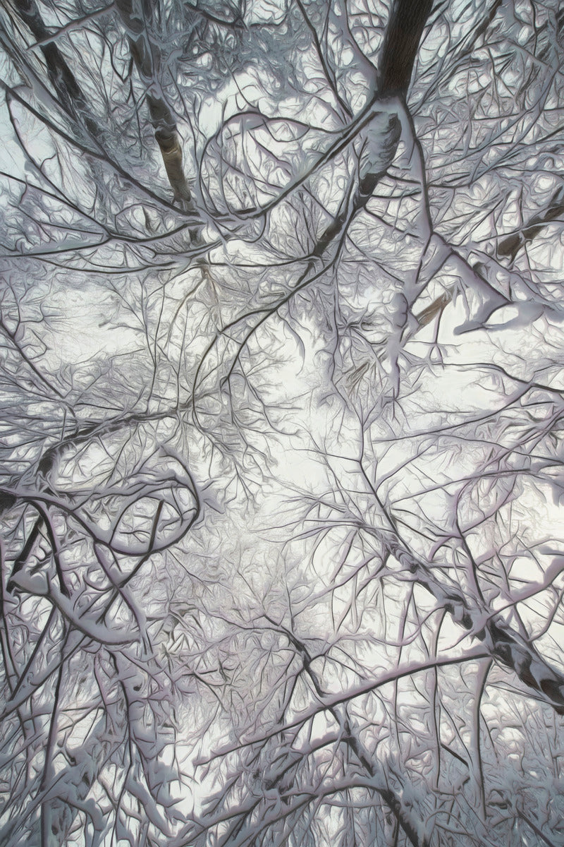 Trees Above
