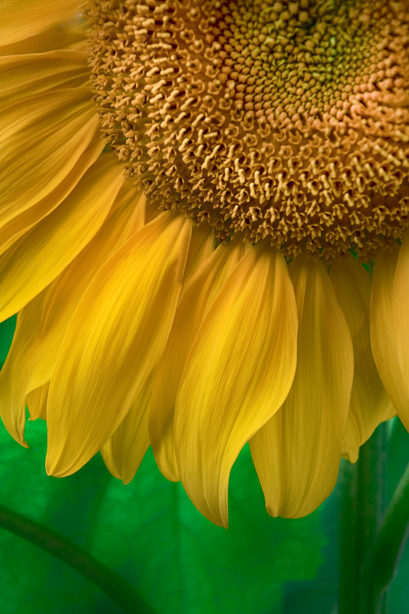 Vibrance