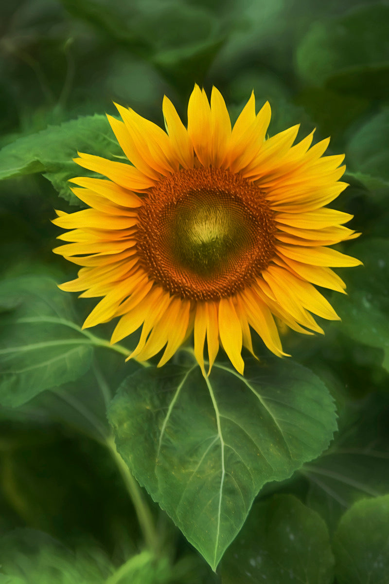 A Sacred Flower