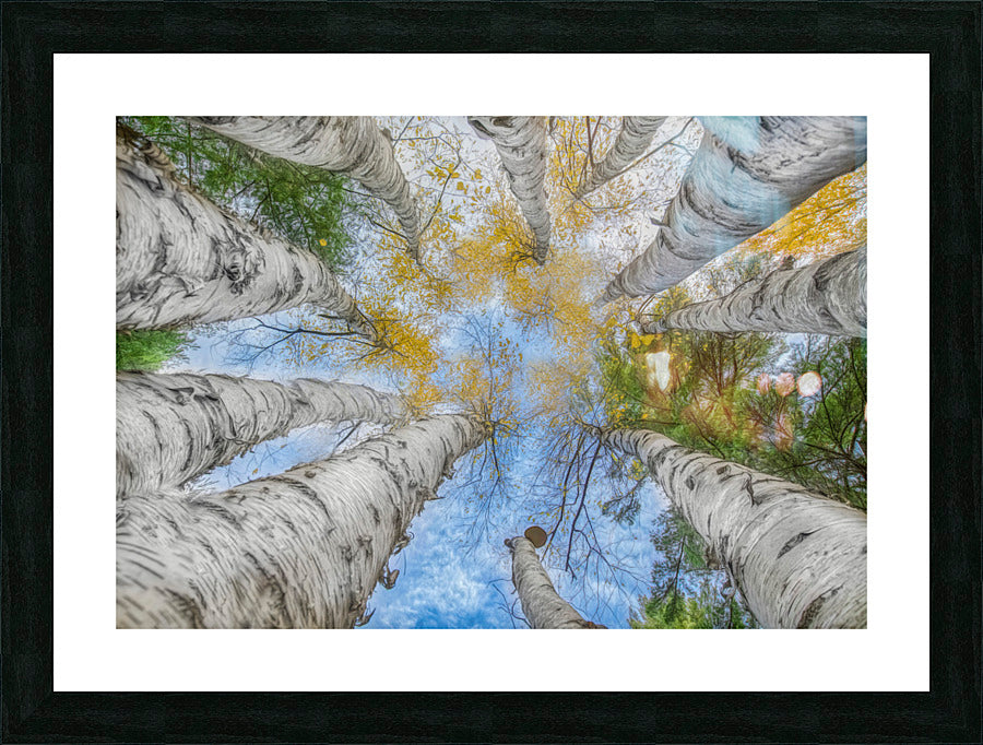 Framed Print