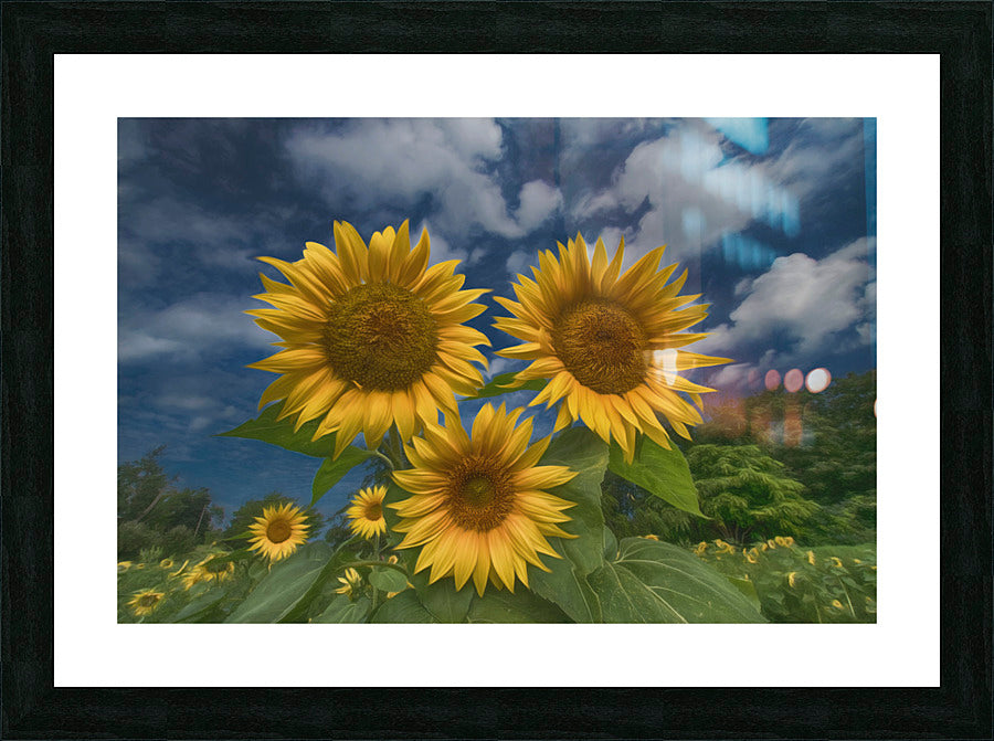 Framed Print