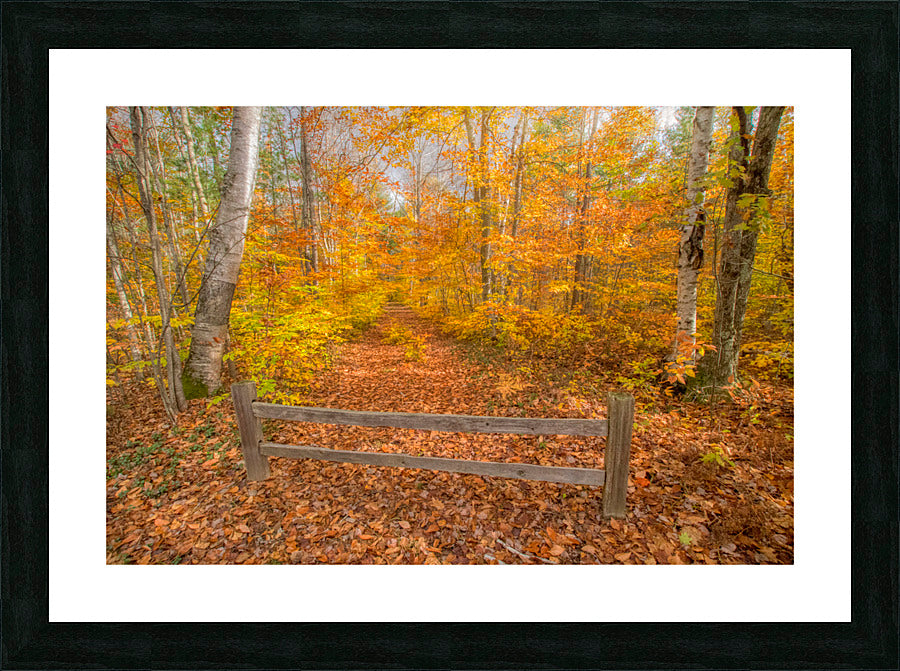 Framed Print