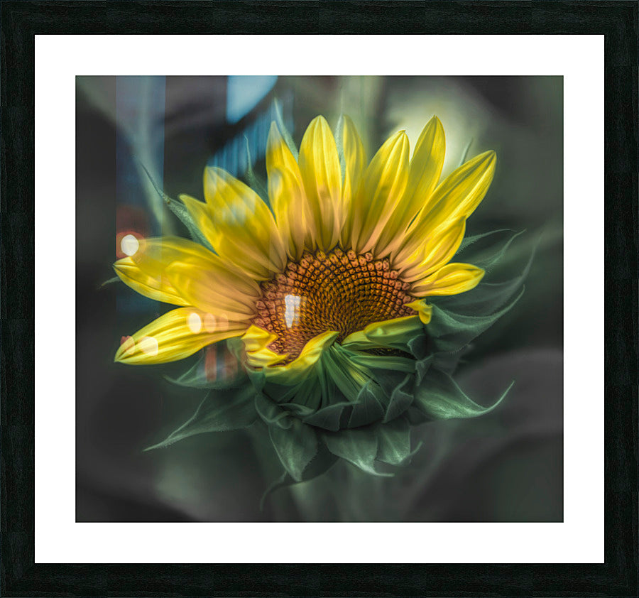 Framed Print