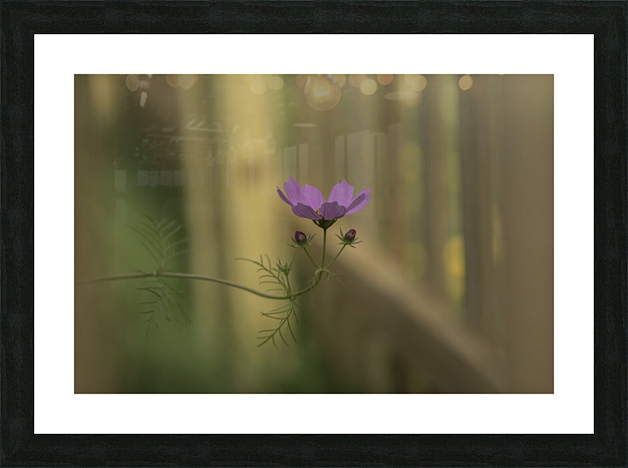 Framed Print