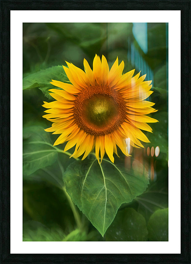 Framed Print