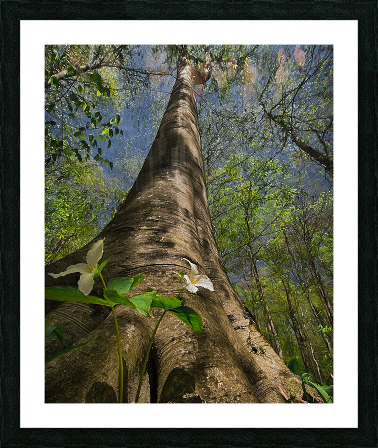 Framed Print