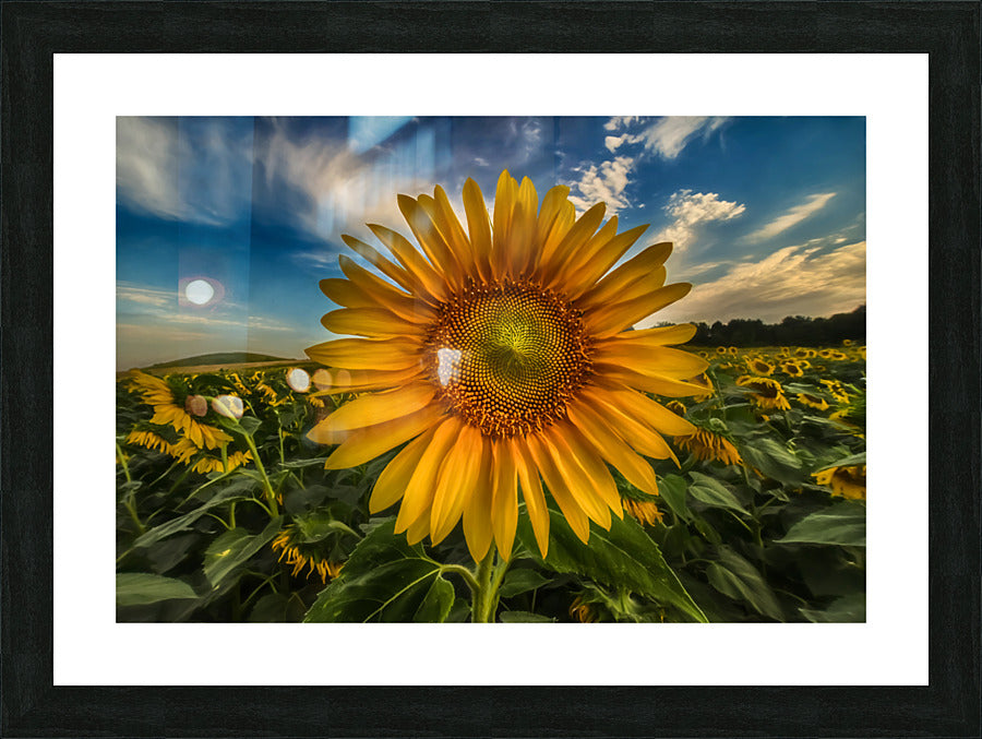 Framed Print