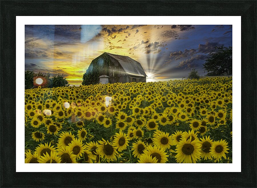 Framed Print
