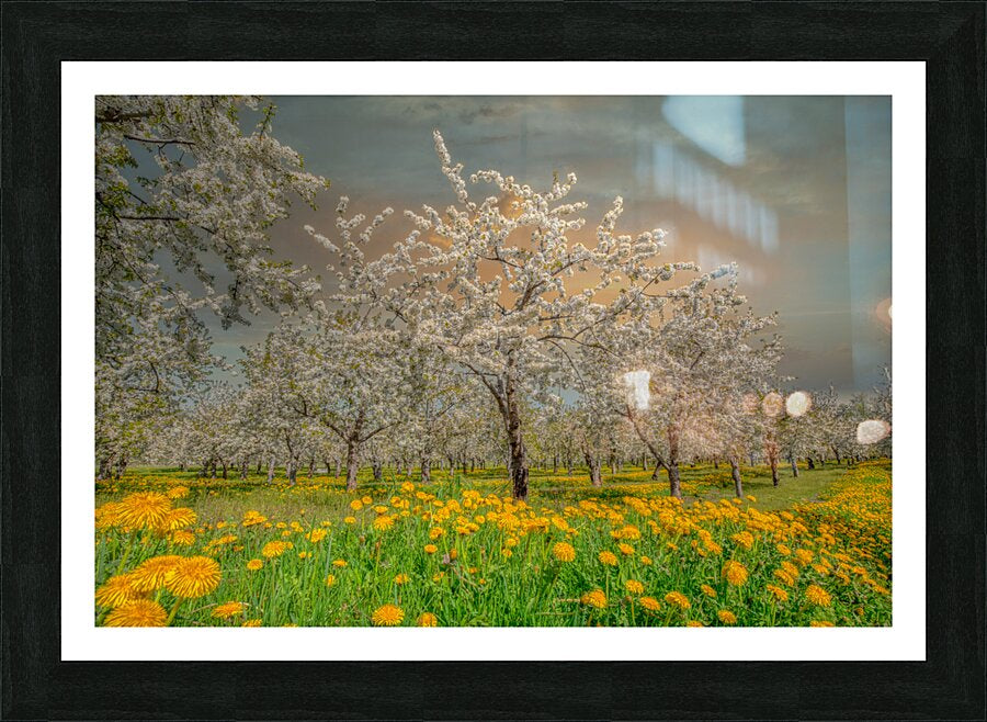Framed Print