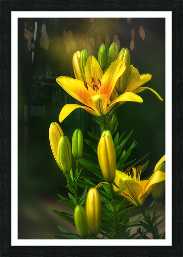 Framed Print