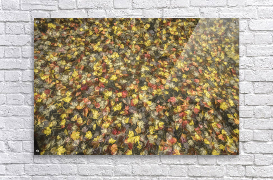 Acrylic Print