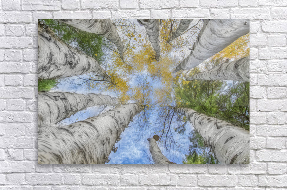 Acrylic Print