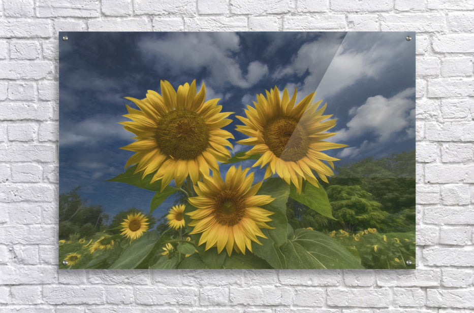Acrylic Print