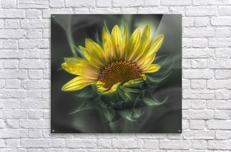 Acrylic Print