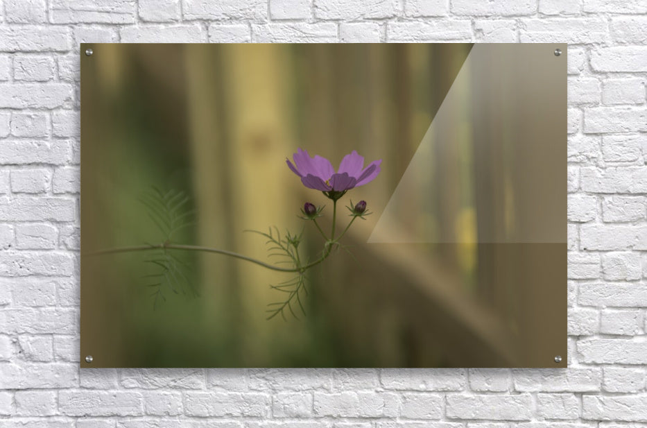 Acrylic Print