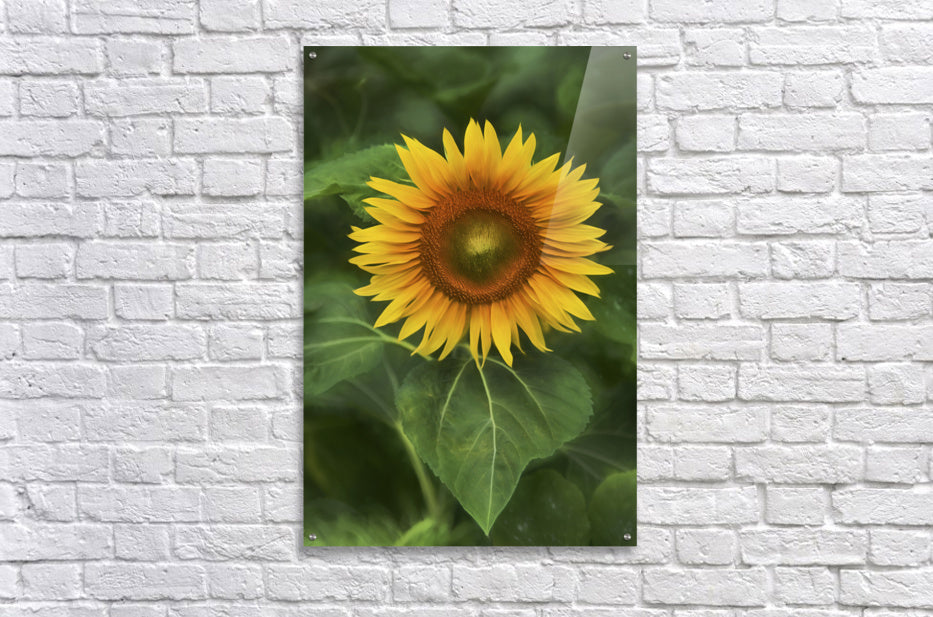 Acrylic Print