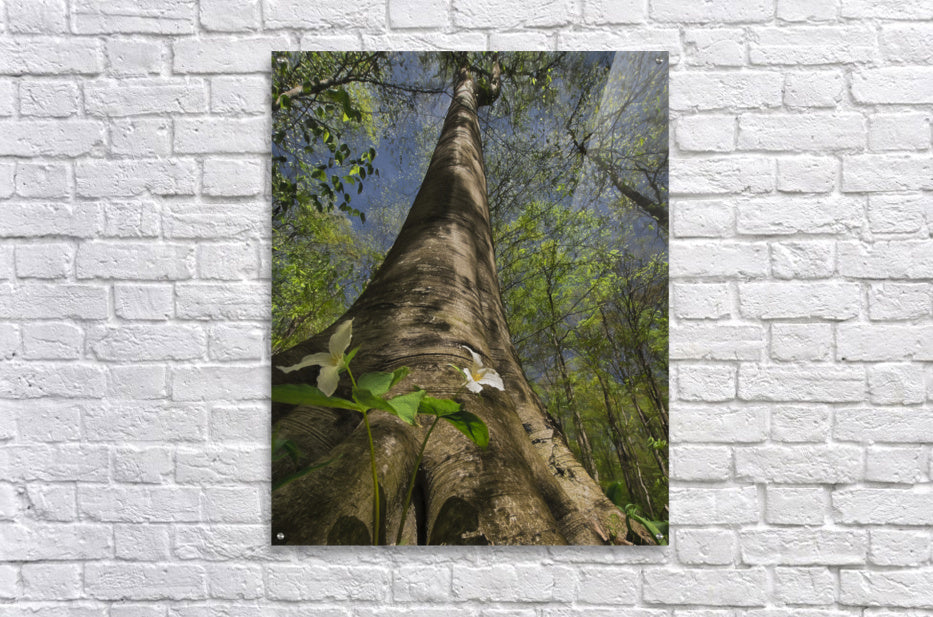 Acrylic Print
