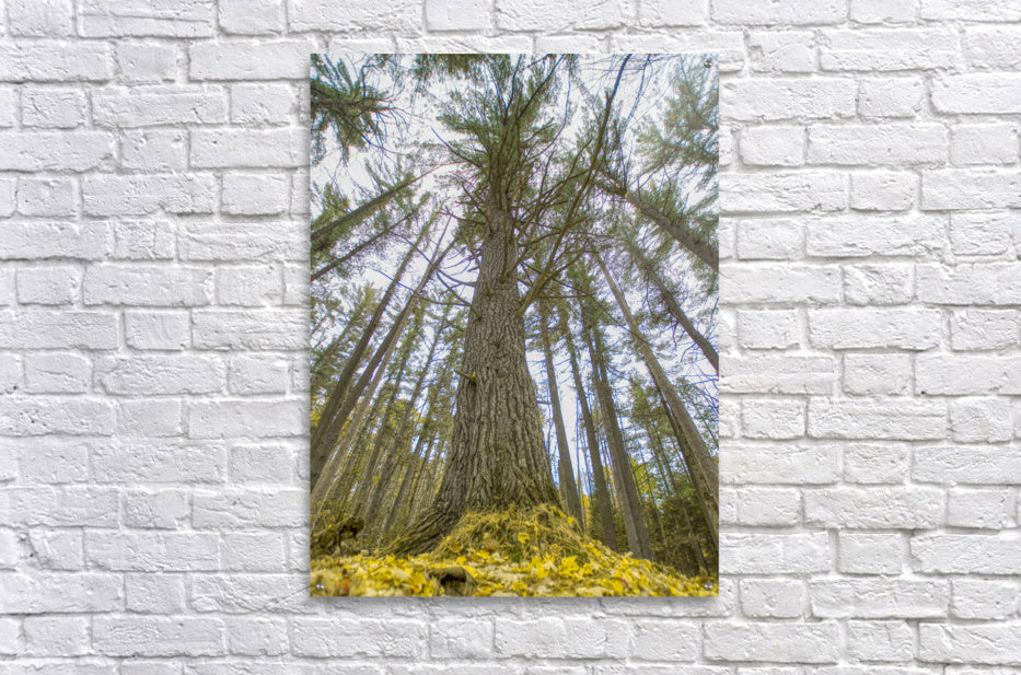 Acrylic Print