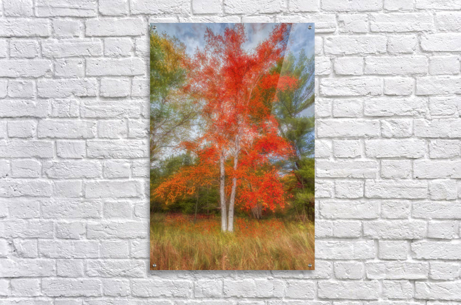 Acrylic Print