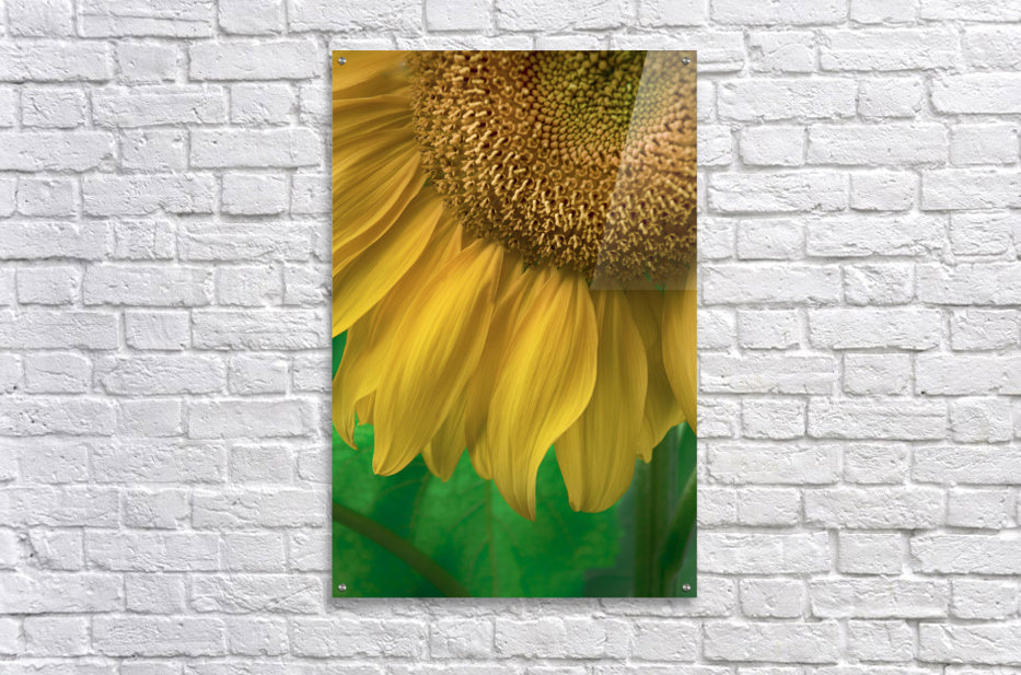 Acrylic Print