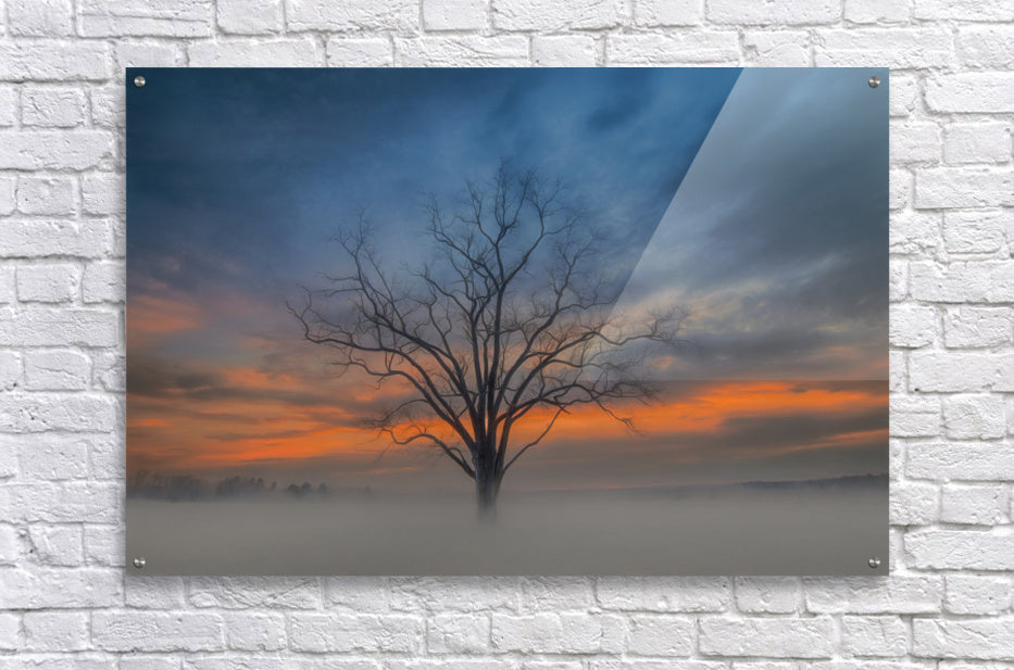 Acrylic Print
