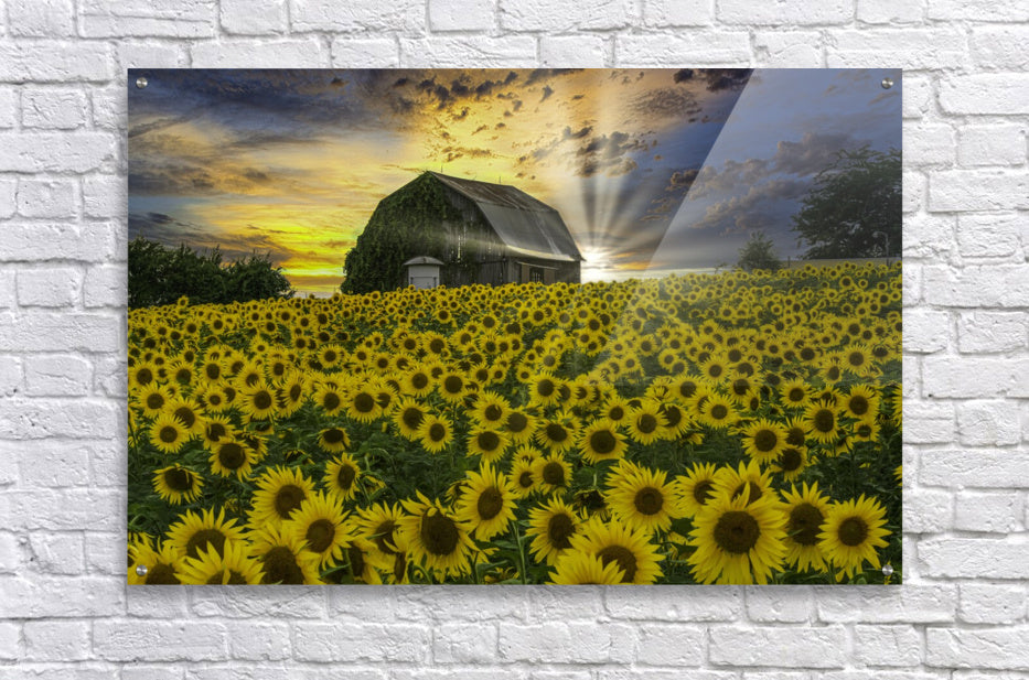 Acrylic Print