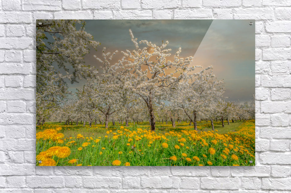 Acrylic Print