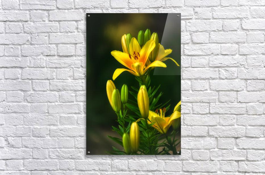 Acrylic Print
