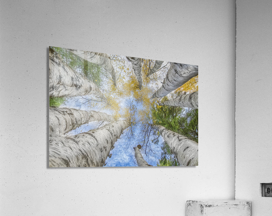 Acrylic Print