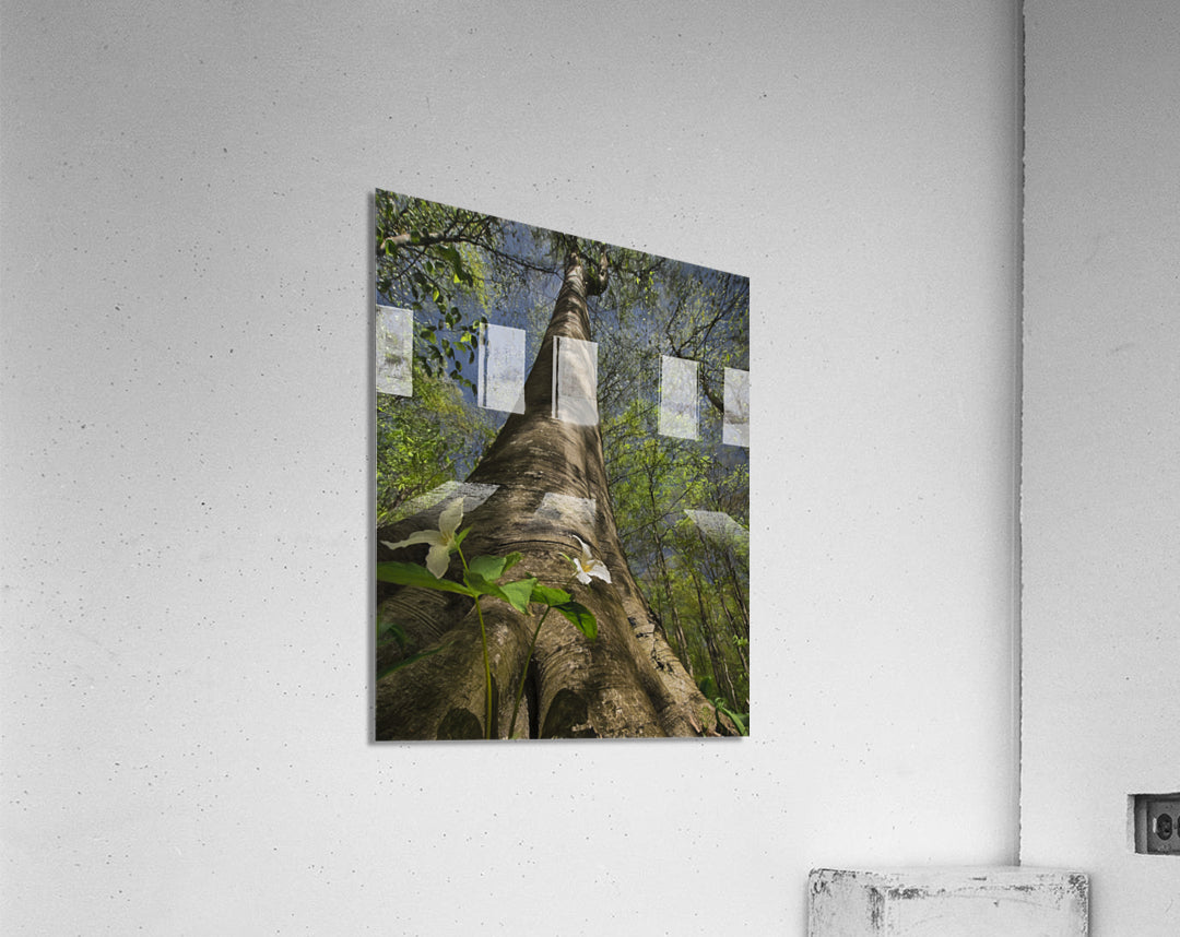Acrylic Print