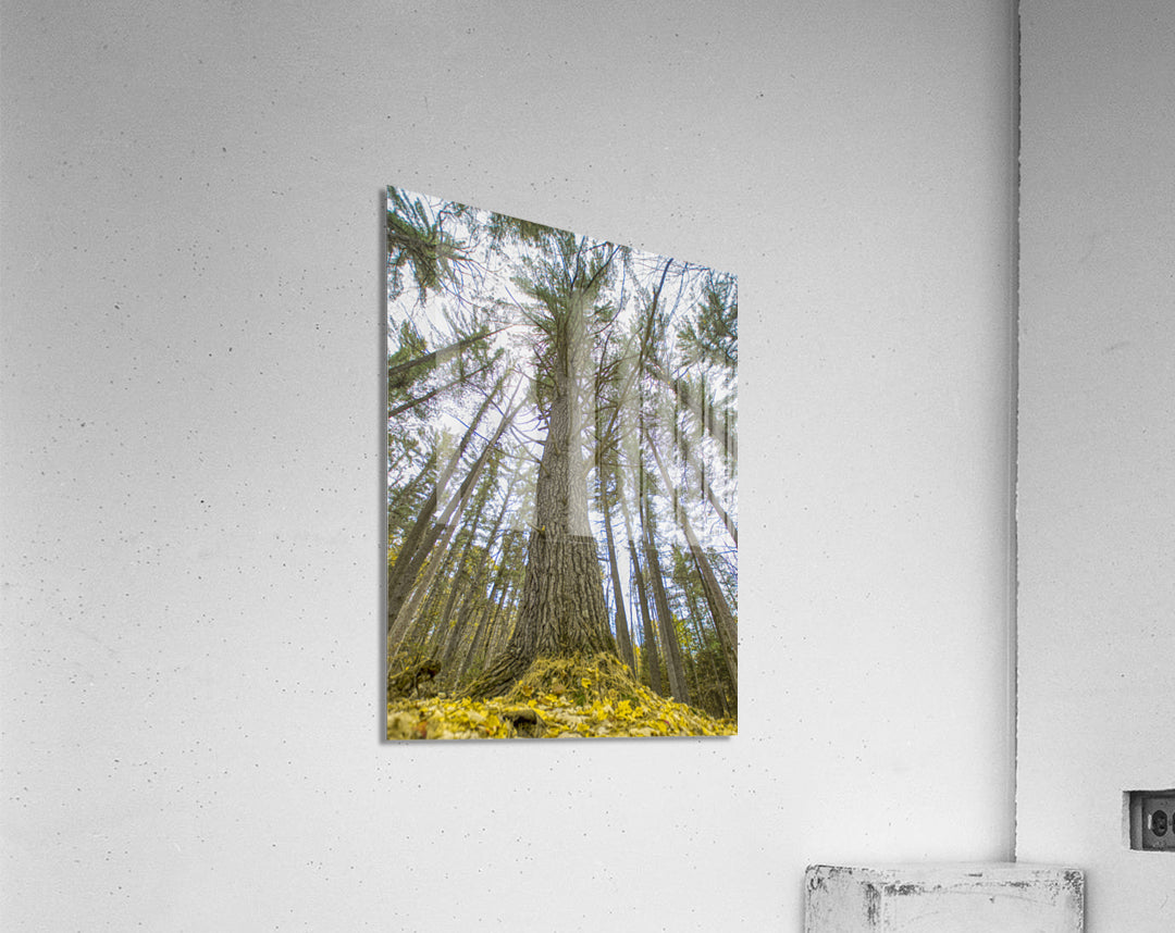 Acrylic Print