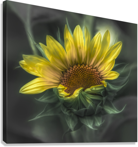 Giclée Stretched Canvas Print