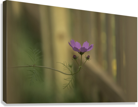 Giclée Stretched Canvas Print
