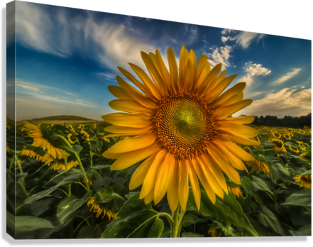 Giclée Stretched Canvas Print