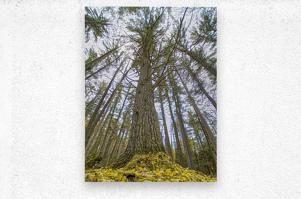 Brushed Metal Print