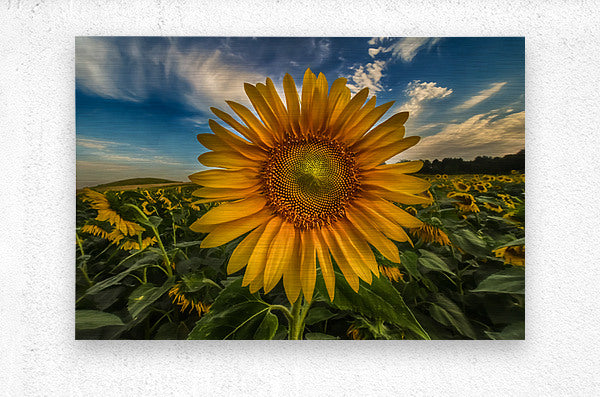 Brushed Metal Print