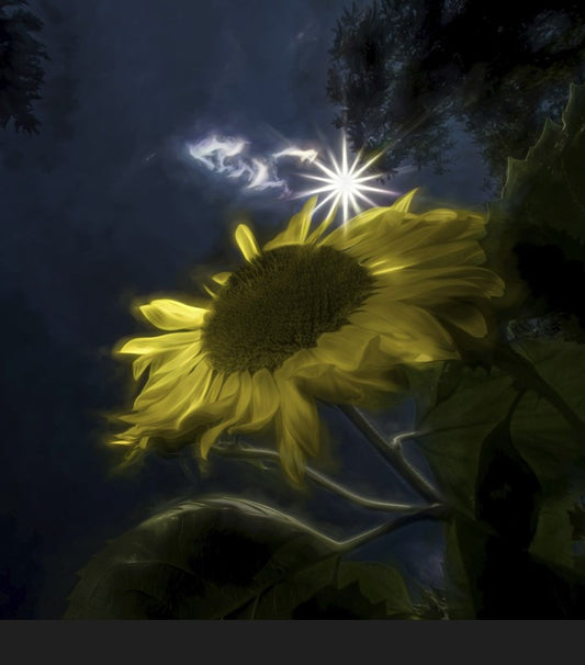 Midnight Sunflower