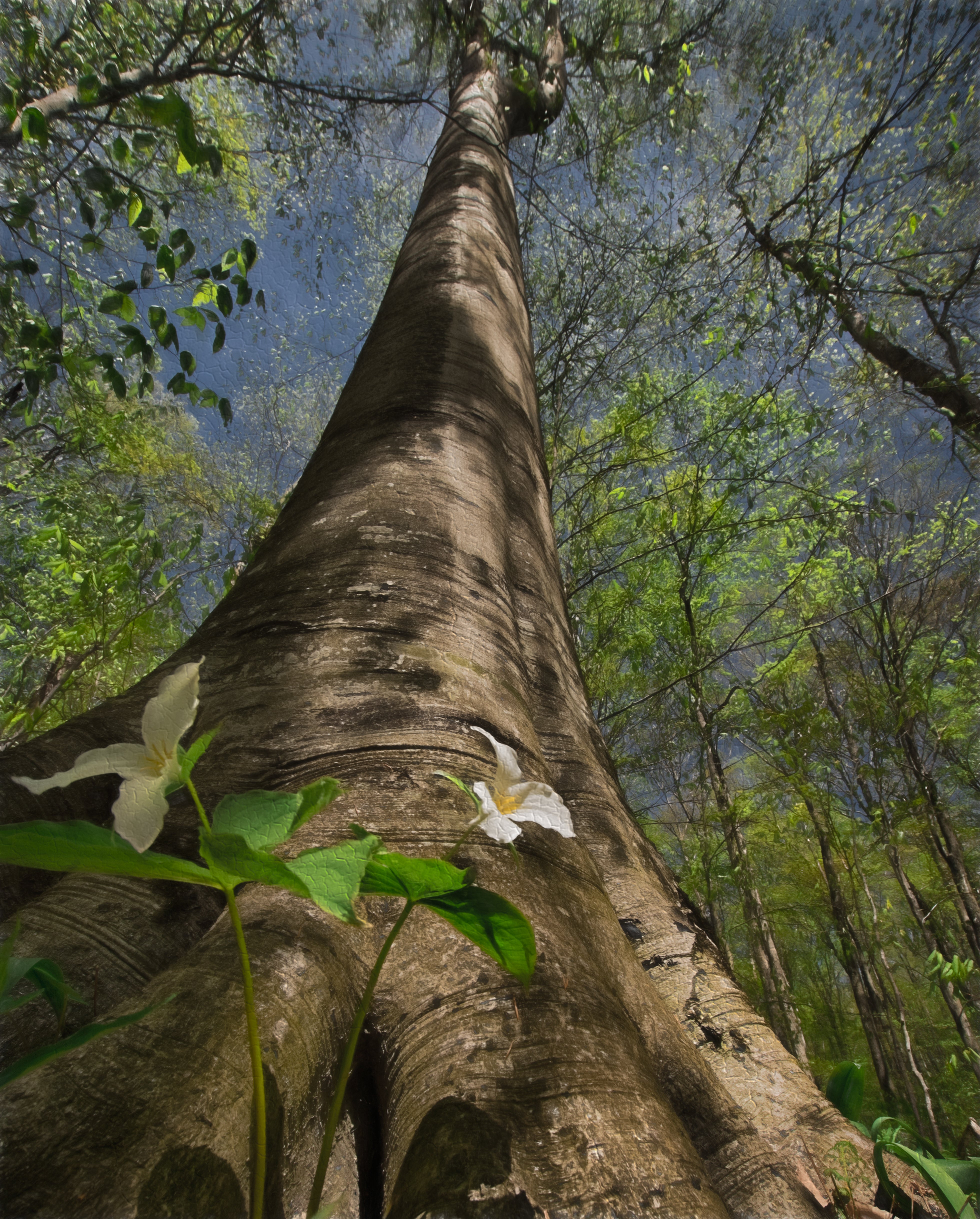 Trees – Mark Lindsay Collection