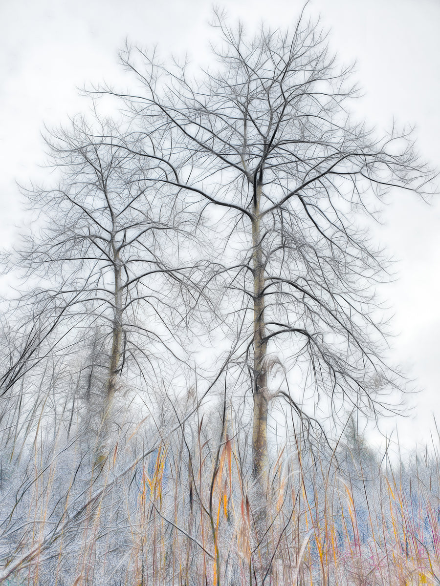 Winters Skeletal Embrace
