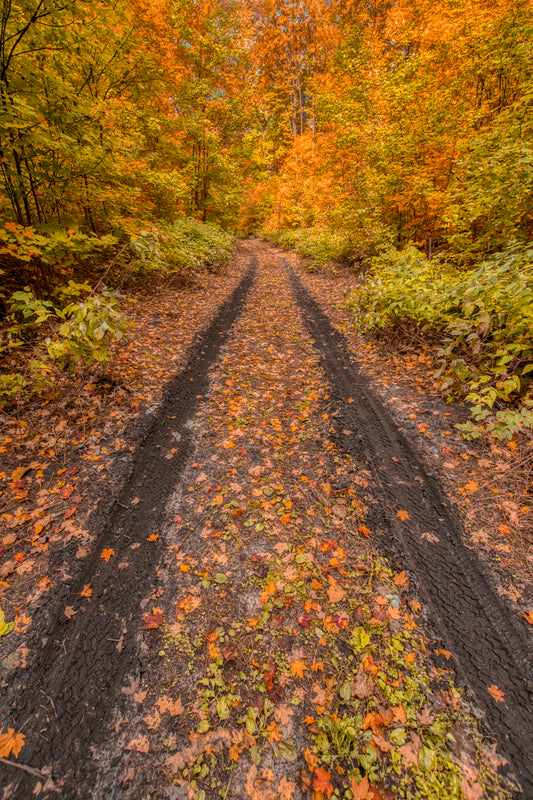 Forest Aglow