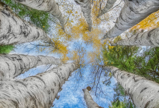 Birch Perspective