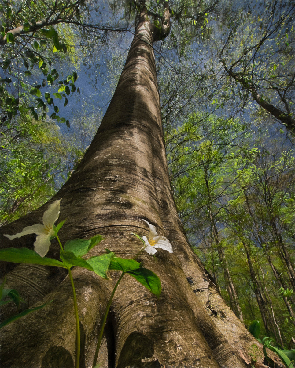 Beauty Amongst the Beech