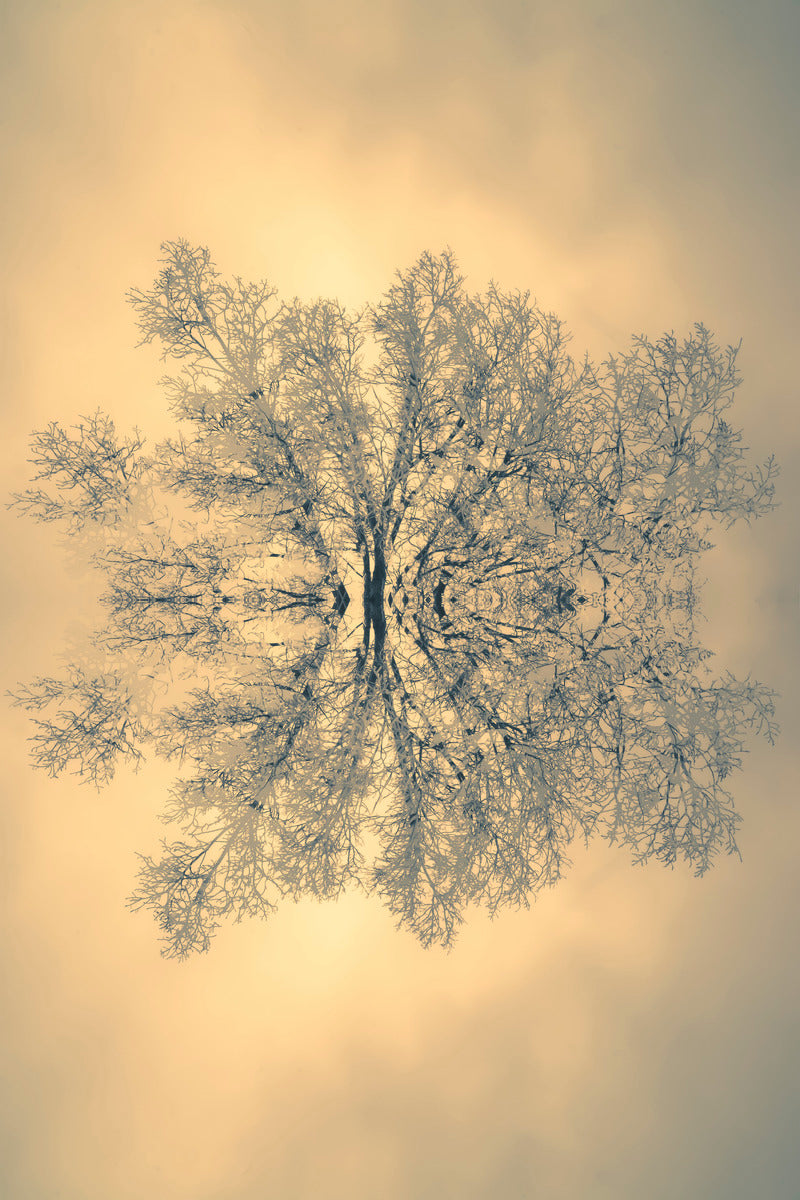 Branches of Wisdom