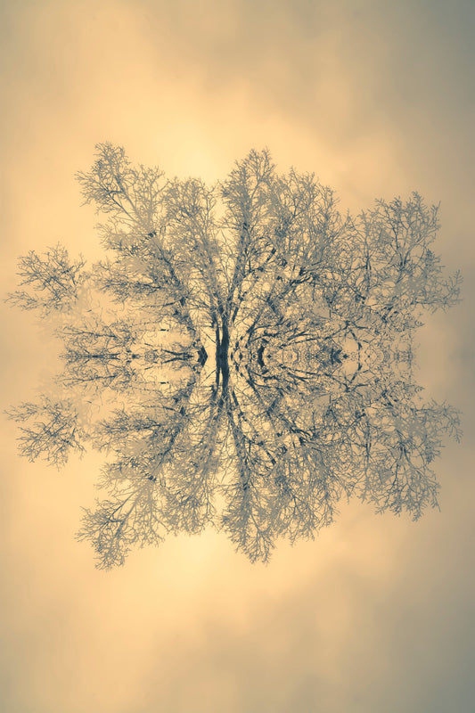 Branches of Wisdom