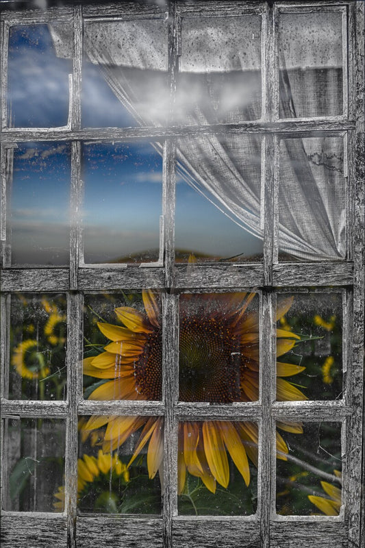 Before the Bloom