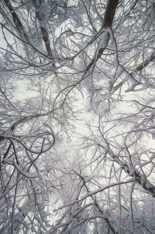 Trees Above