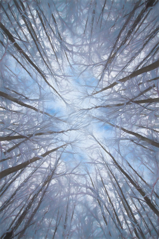 The Trees Call